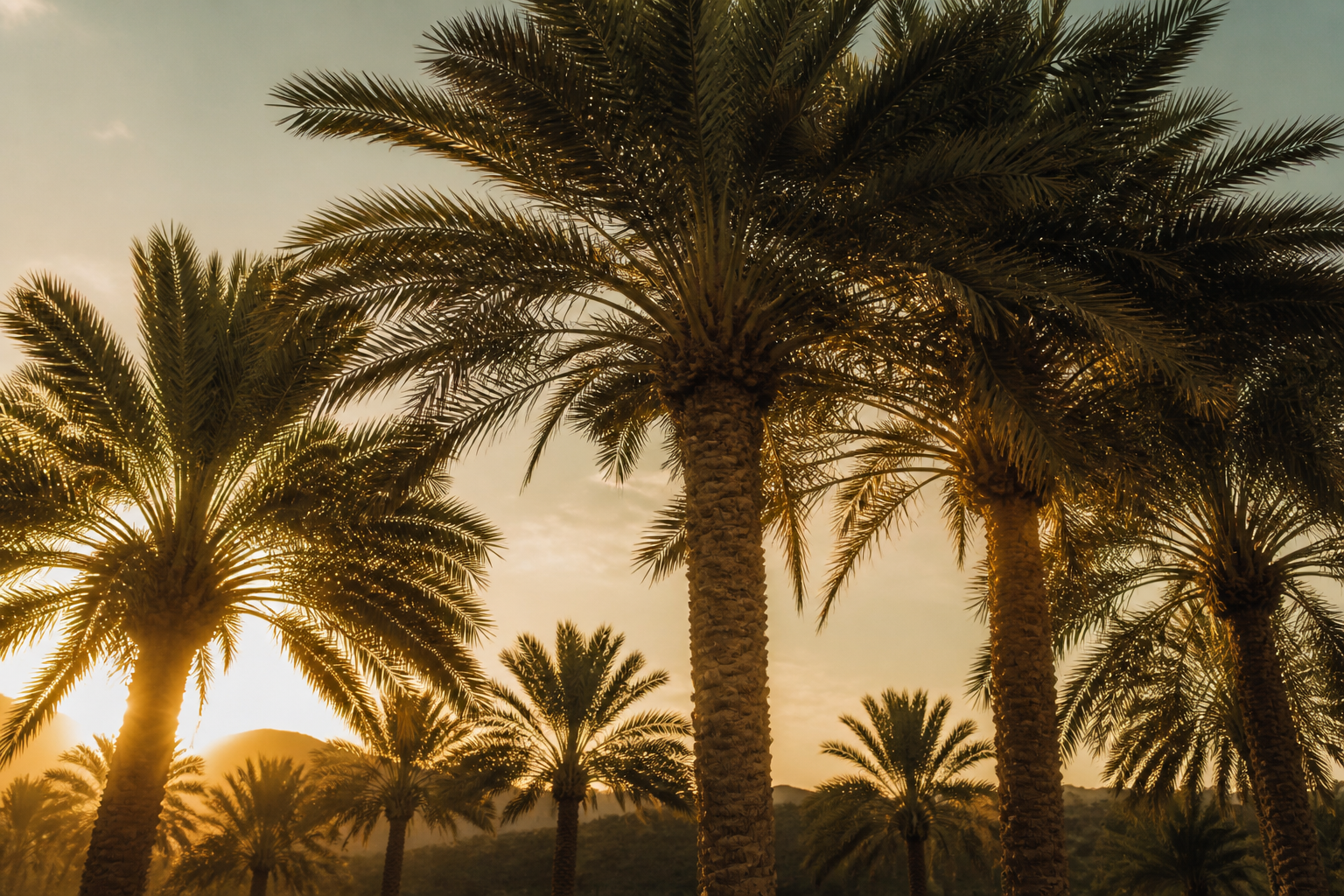 Date palms in warm evening light